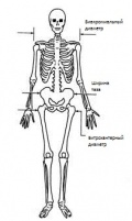 Некоторые измеренные характеристики скелета.